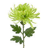 Clayre & Eef | Decoratie tak met bloemen  Groen 76 cm | 5PL0335GR