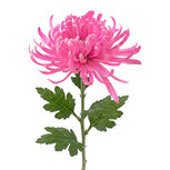 Clayre & Eef | Decoratie tak met bloemen Roze Groen 76 cm | 5PL0335P