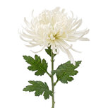 Clayre & Eef | Decoratie tak met bloemen Wit Groen 76 cm | 5PL0335W