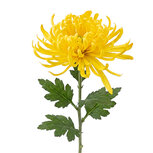Clayre & Eef | Decoratie tak met bloemen Geel Groen 76 cm | 5PL0335Y
