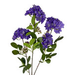 Clayre & Eef | Decoratie tak met bloemen Paars 90 cm | 5PL0293PA