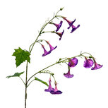 Clayre & Eef | Decoratie tak met bloemen Roze Groen 80 cm | 5PL0332F