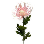 Clayre & Eef | Decoratie tak met bloemen Roze Groen 72 cm | 5PL0334P