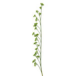 Clayre & Eef | Decoratie tak Groen 130 cm | 5PL0355